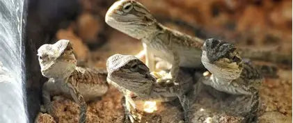 Reptiles