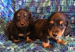 Puppy