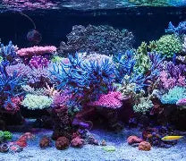 Saltwater Aquarium Coral