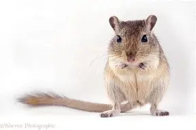 Rodents