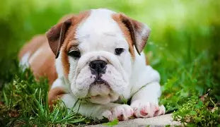 Puppy