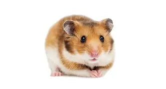 Rodents