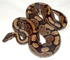 Reptiles
