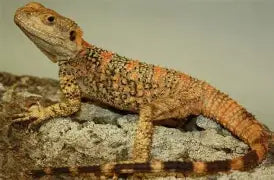 Reptiles