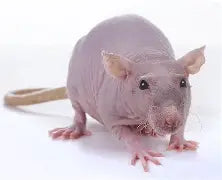 Rodents