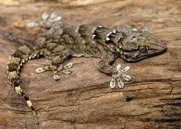 Reptiles