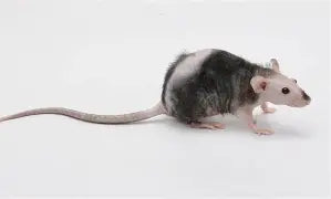 Rodents