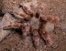 Spiders and Invertebrates