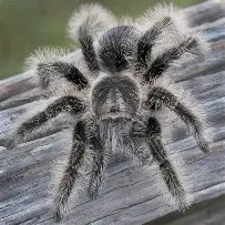 Curly Haired Tarantula