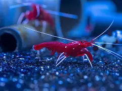 Saltwater Animals