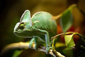 Reptiles