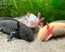 Reptiles