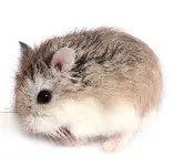 Rodents