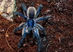 Socotra island blue baboon tarantula