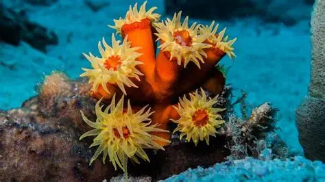 Saltwater Aquarium Coral