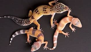 Reptiles