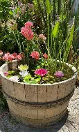 Pond Plants 4"Potted