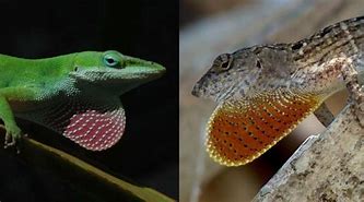 Reptiles