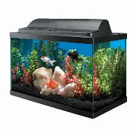 10 Gallon Tank W/ Lid