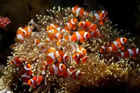 Saltwater Animals