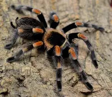 Mexican Red Knee Tarantula