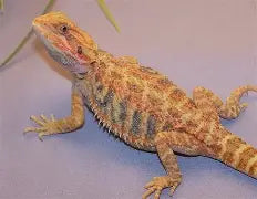 Reptiles
