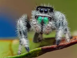 Regal jumping spider