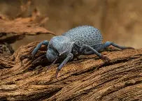 Death Feigning Beetle