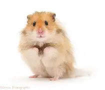 Rodents