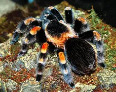Spiders and Invertebrates