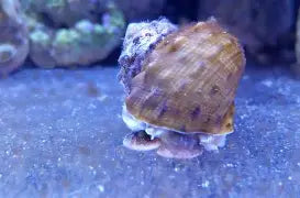 Saltwater Animals
