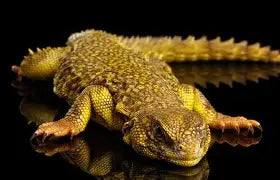 Reptiles