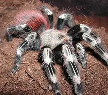 Spiders and Invertebrates