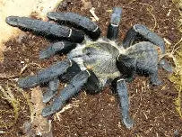 Black Earth Tiger Tarantula