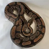 Reptiles