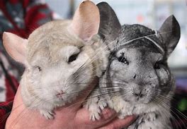 Rodents