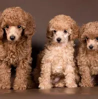 Puppy