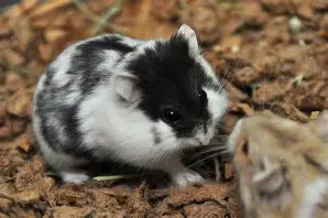 Rodents