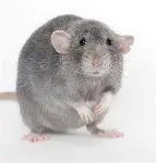 Rodents