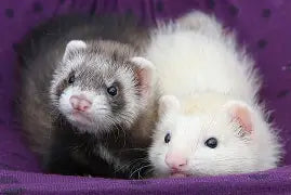 ferret