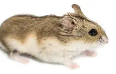 Rodents
