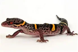 Reptiles
