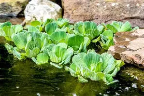 Pond Plants- floating