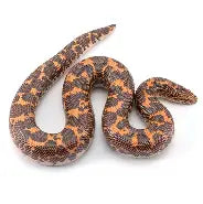 Reptiles