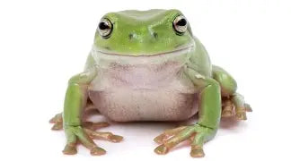 Baby Whites Tree Frog