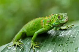 Reptiles