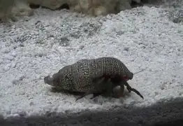 Saltwater Animals