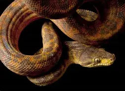 Reptiles