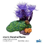 coral with zenia