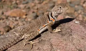 Reptiles
